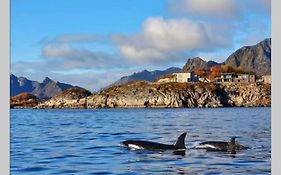Amazing seaview lodge, Kabelvåg